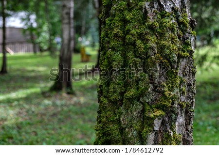 The trunk of a Birch tree, overgrown with green moss on the north side, against the background of a forest with sparse trees and low green grass.