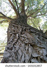 Trunk And Branches Of An 300 Years Old Poplar Shot From Below