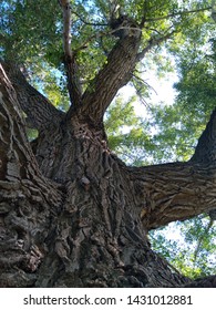 Trunk And Branches Of An 300 Years Old Poplar Shot From Below