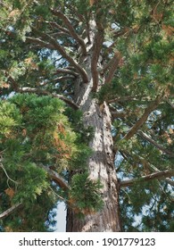 Trunk, Branches And Foliage Of A Redwood Tree (Sequoioideae), Seen From Below
