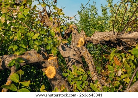 The trunk and branches of a walnut tree were cut with a saw. The tree was cut down