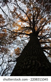 The Trunk And Crown Of An Oak Tree With Autumn Foliage Against The Blue Sky, View From Below. Autumn Trees. Golden Autumn Tree Tops.