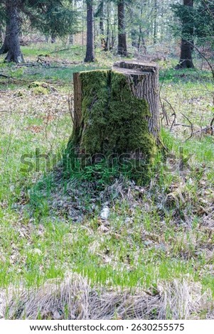 a trunk of a cut tree covered with moss