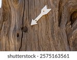 The trunk of the cypress where you can still find embedded bullets from the battle that took place in 1866.Arkadi monastery,Rethimno,Crete,Greece