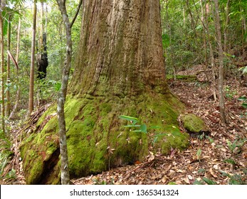 Trunk In D'Aguilar National Park, Queensland, Australia