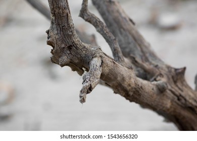 Trunk of dead tree in a dry river and white background.