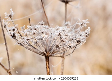 The Trunk And Dried Flowers Seeds Of A Wild Plant Are Covered With Hoarfrost After An Autumn Frost. Macro View, Shallow Depth Of Field
