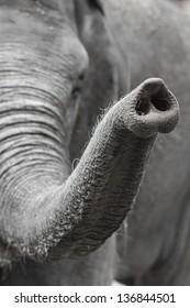 Trunk of an Elephant