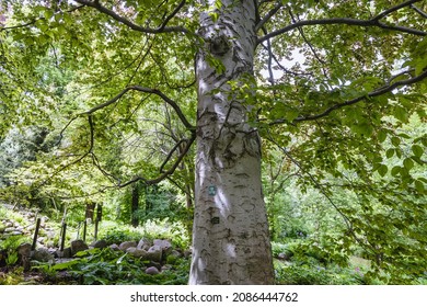 Trunk Of Fagus Sylvatica, European Beech Tree