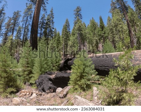 Trunk of fallen burned tree in the Giant sequoia trees in the Mariposa Grove of Giant Sequoias, a sequoia grove near Wavona, California, USA, in the southernmost part of Yosemite National Park.
