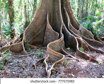 trunk of fig tree with big roots, roots winding way from tree, big buttresses,  - Shutterstock ID 777575983