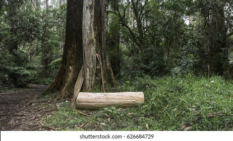 trunk in the forest 