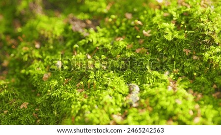 Trunk full of moss texture in nature. Green moss on a big tree in autumn forest. Rack focus.
