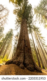 Trunk Of Giant Sequoia Fades Into The Smoky Sky In Yosemite National Park