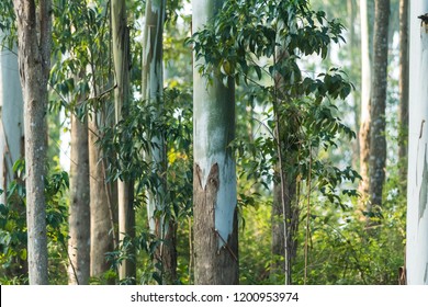 Trunk of Gum trees or Eucalyptus trees from the hilly slopes of Yercaud, Tamilnadu , India.