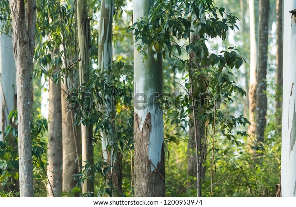 Trunk of Gum trees or Eucalyptus trees\
from the hilly slopes of Yercaud, Tamilnadu ,\
India.