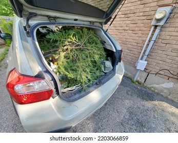 The Trunk Hatchback Filled With Yard Waste, Ready To Go To The Dump.