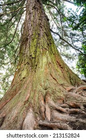 Trunk Of A Huge Giant Redwood Tree