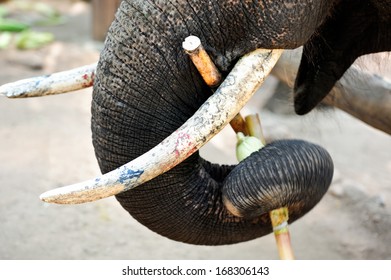 Trunk and ivory