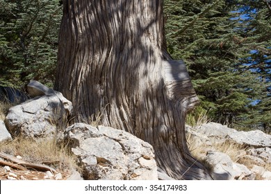 The Trunk Of The Juniper In The Forest. Juniper Stump