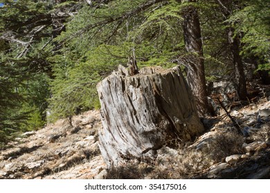 The Trunk Of The Juniper In The Forest. Juniper Stump