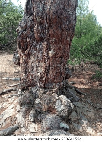 the trunk of a large southern pine. a large pine tree. pine tree by the black sea. resinous southern pine.