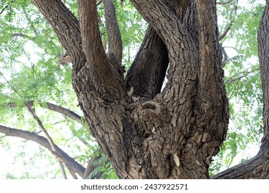 Trunk of a large tree close up.