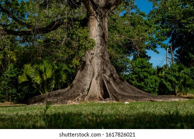 The Trunk Of A Large Tree In Hope Botanical Gardens Jamaica