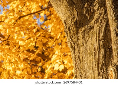 Trunk of a Maple Tree in Front of Autumn Foliage