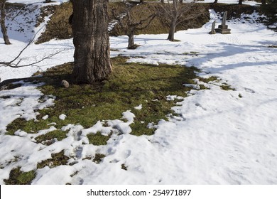 Trunk With Melting Snow On Grass