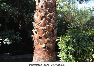 Trunk Of Mexican Fan Palm Tree