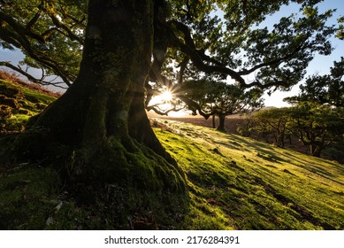 Trunk of a mighty old stinkwood laurel tree (Ocotea foetens) in the fairy forest of Fanal, Madeira, in beautiful light at sunrise, taken against the early morning sun