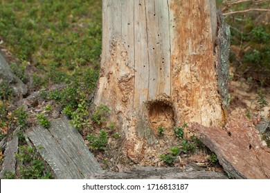 The trunk of an old dry tree. holes in the tree trunk from the bark beetle. Pine tree trunk gouged by a woodpecker.