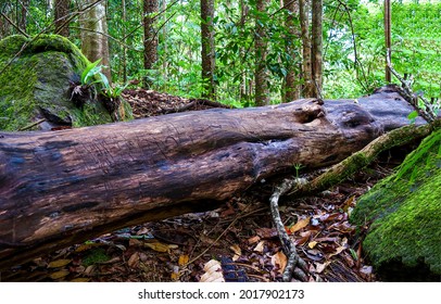 The Trunk Of An Old Fallen Tree In The Forest