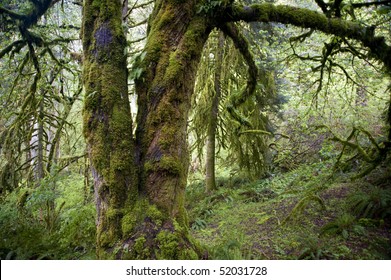 Trunk Of An Old Growth Bigleaf Maple Tree In A Pacific Northwest Rainforest