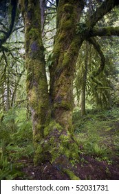 Trunk Of An Old Growth Bigleaf Maple Tree In A Pacific Northwest Rainforest