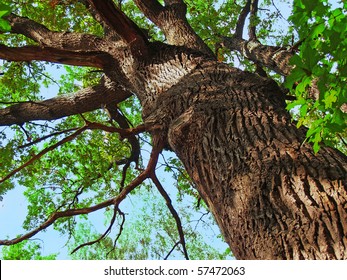 The Trunk Of Old Oak Tree