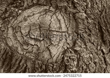 The trunk of an old oak tree with a large cut branch, overgrown with a scar, at a young age. The texture of the crust is with cracks and textured lines and convolutions. Blank for artwork