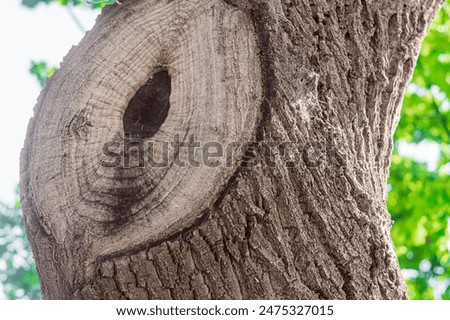 The trunk of an old oak tree with a large cut branch, overgrown with a scar, at a young age. The texture of the crust is with cracks and textured lines and convolutions