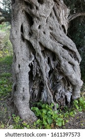 The Trunk Of An Old Olive Tree. The Oldest Olive Trees In Malta.

