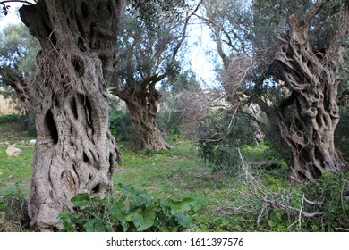 The Trunk Of An Old Olive Tree. The Oldest Olive Trees In Malta.

