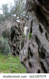 The Trunk Of An Old Olive Tree. The Oldest Olive Trees In Malta.

