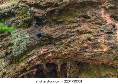 Trunk Of An Old Rotten Tree