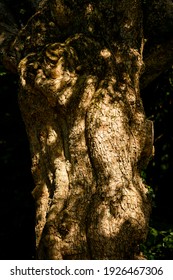 Trunk of an old tree with bark.