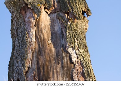 Trunk of an old tree with bark torn off.  Natural landscape with an old tree without bark.