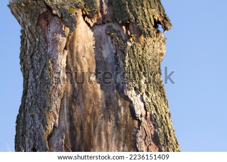 Trunk of an old tree with bark torn off.  Natural landscape with an old tree without bark.