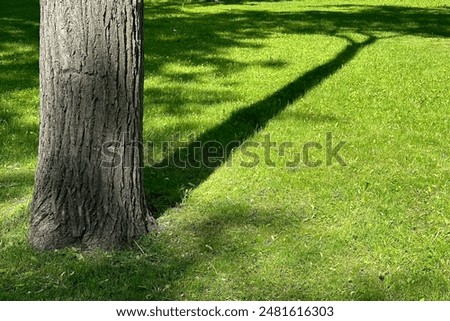 The trunk of an old tree, a beautiful tree shadow on the bright green grass on a summer sunny day.