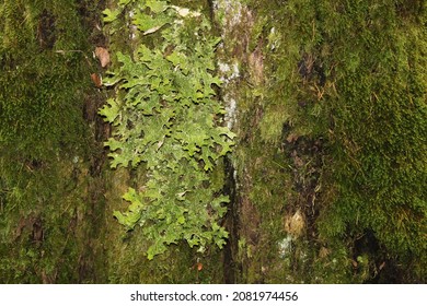 Trunk of an old tree covered with moss. Selective focus. High quality photo