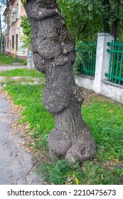 The Trunk Of An Old Tree On The Street