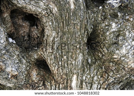 Similar – Foto Bild skull tree Farbfoto